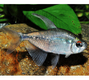 Moenkhausia Pitteri Moenkhausia Pitteri