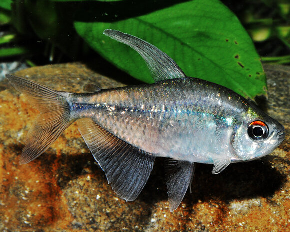 Moenkhausia Pitteri Moenkhausia Pitteri