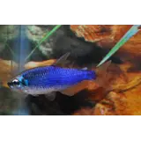 Inpaichthys Kerri Blue Inpaichthys Kerri Blue