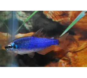 Inpaichthys Kerri Blue Inpaichthys Kerri Blue