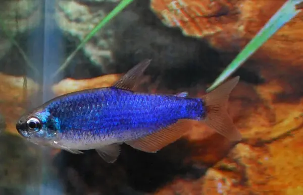 Inpaichthys Kerri Blue Inpaichthys Kerri Blue