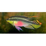 Pelvicachromis Kribensistaeniatus Pelvicachromis Kribensistaeniatus