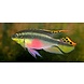 Pelvicachromis Kribensistaeniatus Pelvicachromis Kribensistaeniatus