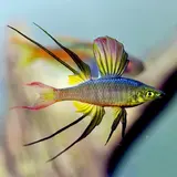Iriaterina Werneri Iriaterina Werneri