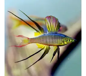 Iriaterina Werneri Iriaterina Werneri
