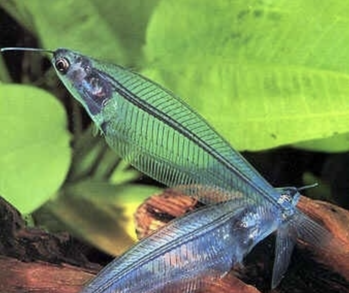 Kryptopterus Bicirrhis Kryptopterus Bicirrhis