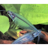 Kryptopterus Bicirrhis Kryptopterus Bicirrhis