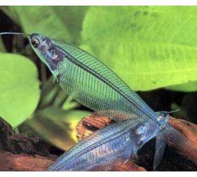 Kryptopterus Bicirrhis