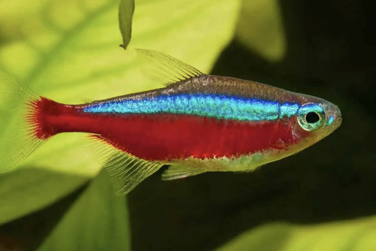 Cheirodon Axelrodi Cheirodon Axelrodi