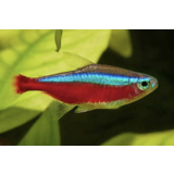 Cheirodon Axelrodi Cheirodon Axelrodi
