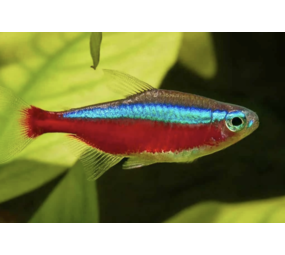 Cheirodon Axelrodi Cheirodon Axelrodi