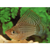 Mollievelifera Balloon