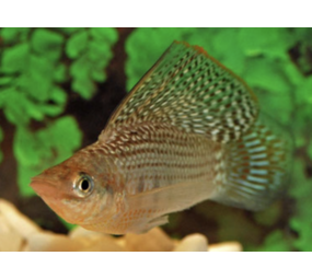 Mollievelifera Balloon