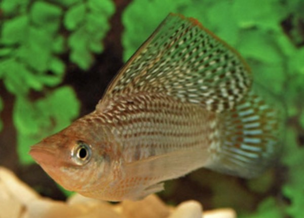 Mollievelifera Balloon