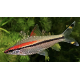 Puntius Denisoni Puntius Denisoni