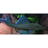 Ancistrus Blue Phantom L128 Ancistrus Blue Phantom L128