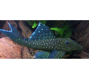 Ancistrus Blue Phantom L128