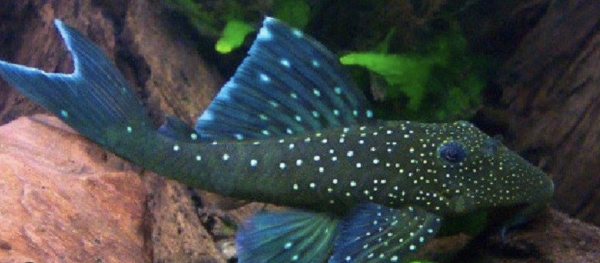 Ancistrus Blue Phantom L128