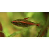 Hemigrammus Erythrozonus Hemigrammus Erythrozonus