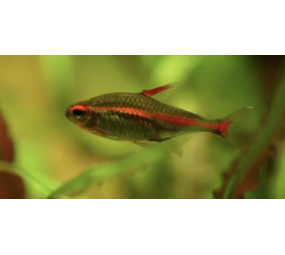 Hemigrammus Erythrozonus Hemigrammus Erythrozonus