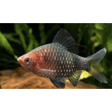 Puntius Nigrofaciatus/ Purperkopbarbeel