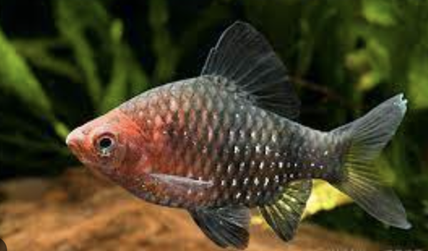 Puntius Nigrofaciatus/ Purperkopbarbeel Puntius Nigrofaciatus/ Purperkopbarbeel