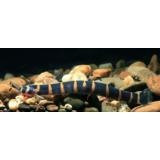 Acanthophthalmus Myersi