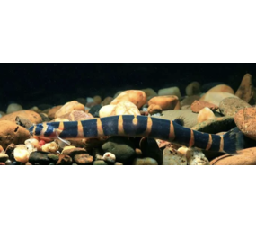 Acanthophthalmus Myersi