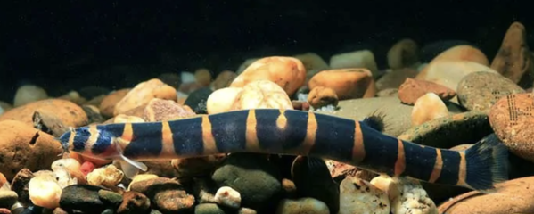 Acanthophthalmus Myersi Acanthophthalmus Myersi