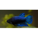 Betta Splendens Vrouw Betta Splendens Vrouw