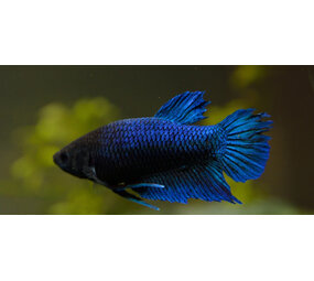 Betta Splendens Vrouw