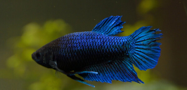 Betta Splendens Vrouw