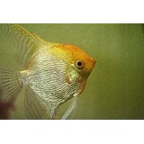Pterophyllum Scalare Goud Pterophyllum Scalare Goud
