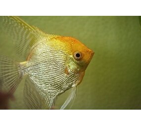 Pterophyllum Scalare Goud Pterophyllum Scalare Goud