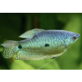 Trichogaster Trichopterus Trichogaster Trichopterus