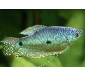 Trichogaster Trichopterus