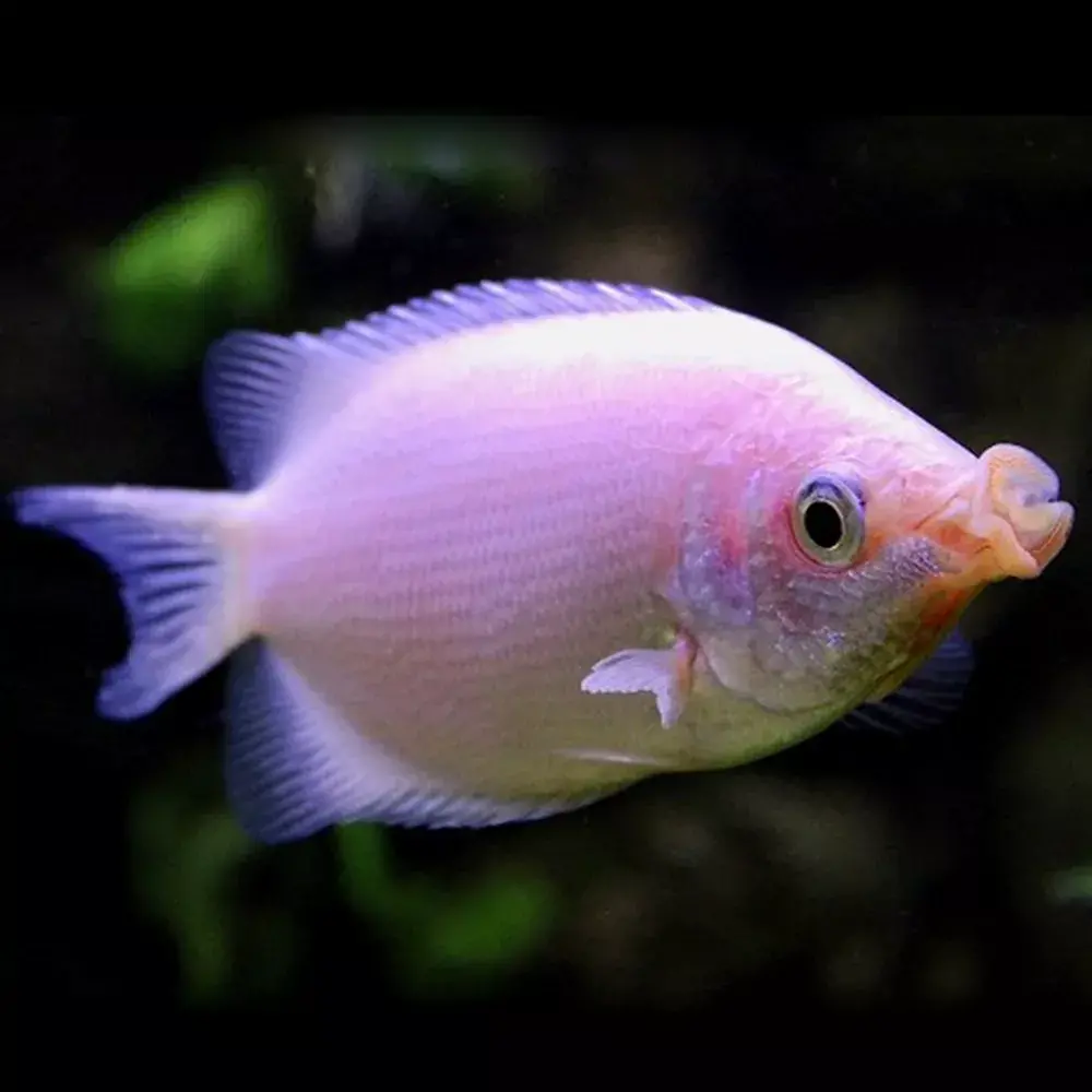 Helostoma Temmincki Helostoma Temmincki