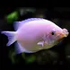 Helostoma Temmincki Helostoma Temmincki