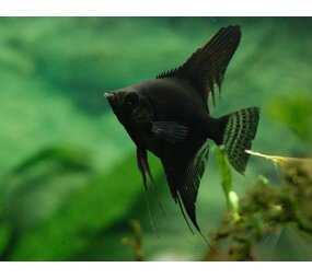 Pterophyllum Scalare Black