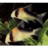 Corydoras Adolfi Corydoras Adolfi