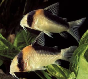 Corydoras Adolfoi