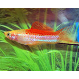 Xiphophorus Helleri Pineapple