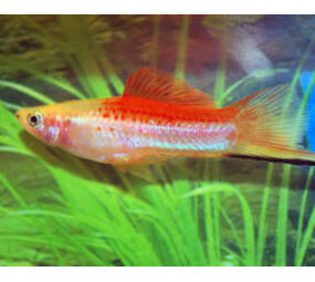 Xiphophorus Helleri Pineapple