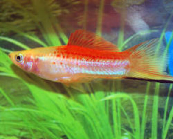 Xiphophorus Helleri Pineapple Xiphophorus Helleri Pineapple