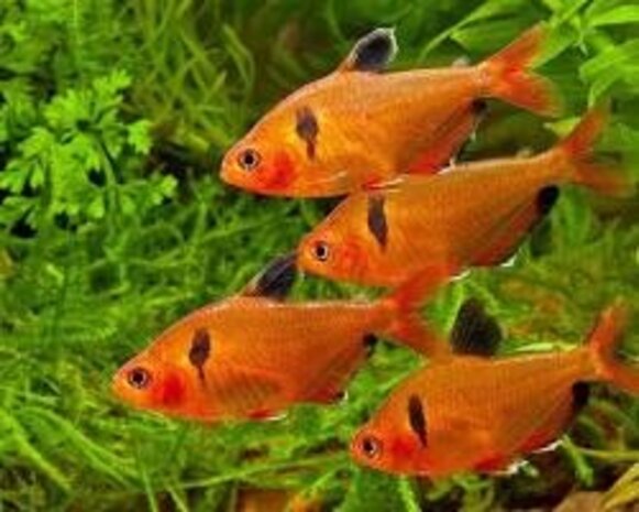 Hyphessobrycon Callistus Hyphessobrycon Callistus