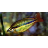 Melanotaenia Trifasiata Melanotaenia Trifasiata