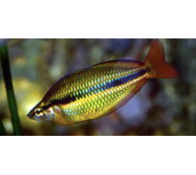 Melanotaenia Trifasiata Melanotaenia Trifasiata