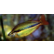 Melanotaenia Trifasiata Melanotaenia Trifasiata