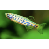 Branchydanio Frankei Branchydanio Frankei