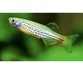 Branchydanio Frankei Branchydanio Frankei